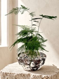 Asparagus Fern (Planter Included) #GC2 ‘Local LA  Seller’