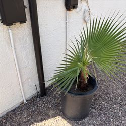 Small Mexican Palm Tree