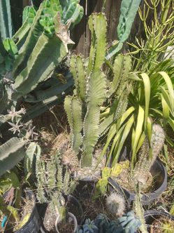 Euphorbia brancher Cactus succulent plant