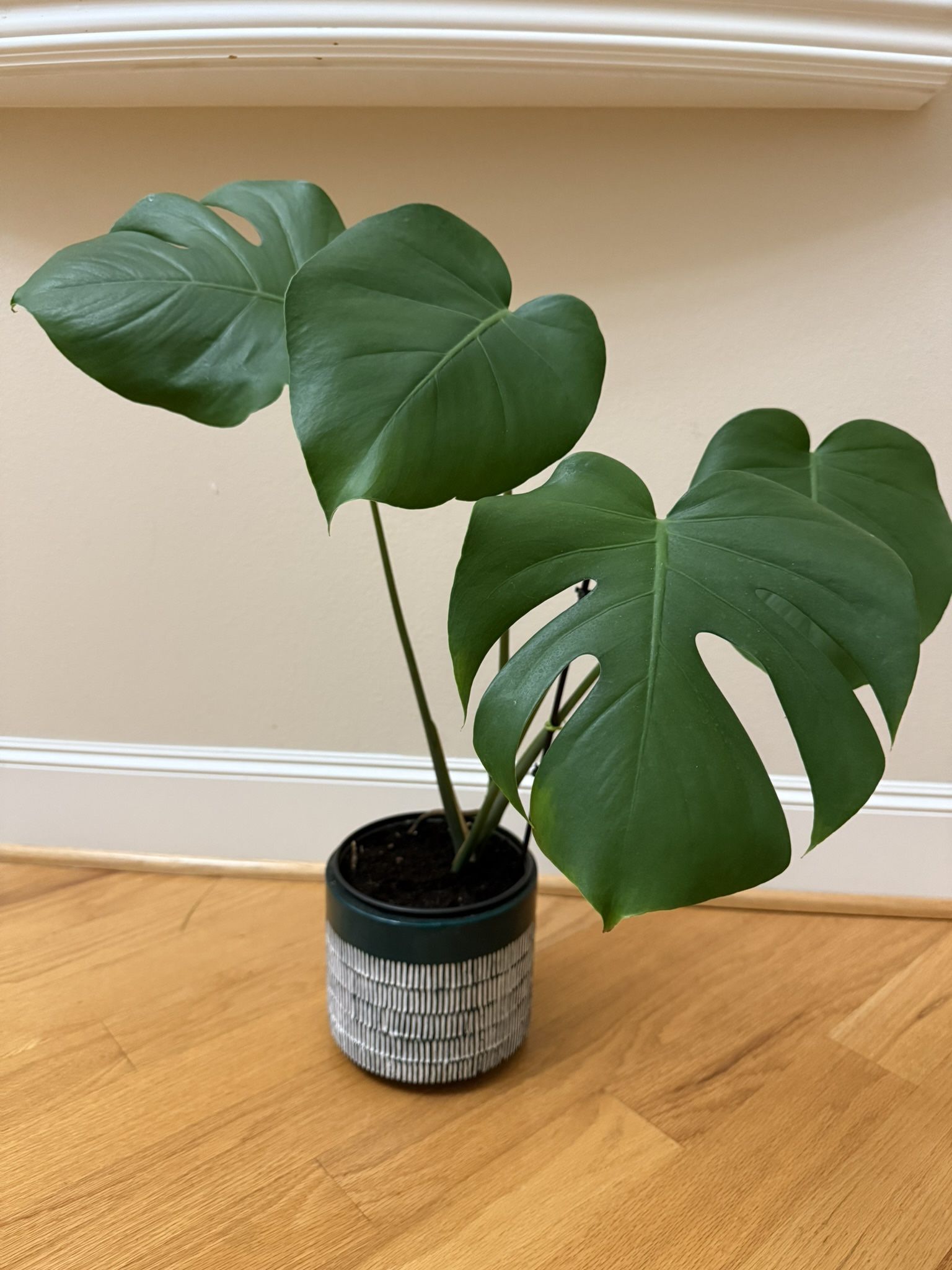 Live Healthy Monstera Deliciosa Plant In 7” Ceramic Pot