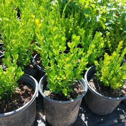 Boxwood 