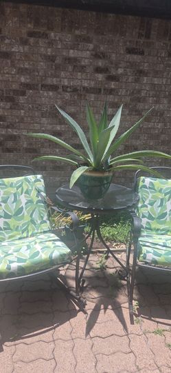 Plant - Live Century plant 🪴 28 inches tall 40 inches wide