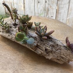 Driftwood Planter Succulent/Cactus Arrangement 