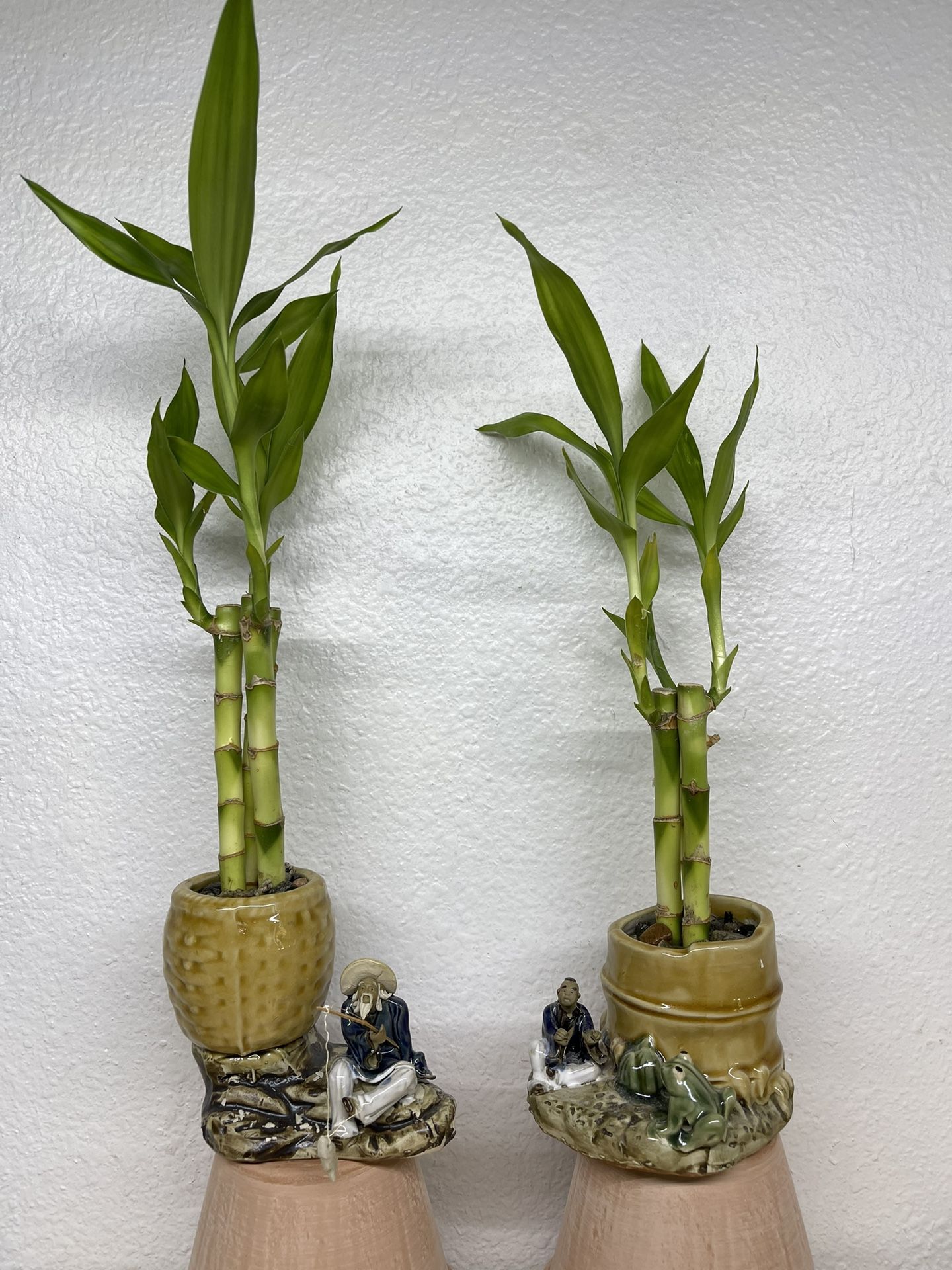 Lucky Bamboo Plants In Vintage Chinese Pot-Bamboo Plant With Old Vase($10 each)