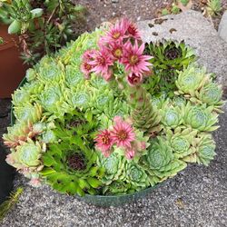 Sedum Mini Planters