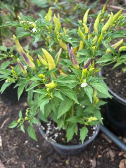 Chile plant
