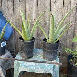 Aloe Plant Both $10
