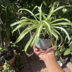 Spider House Plant