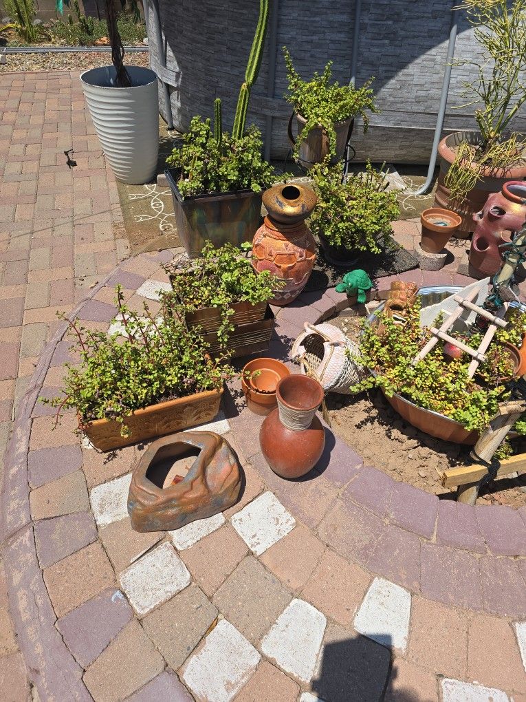Cacti,Succulents, Plants