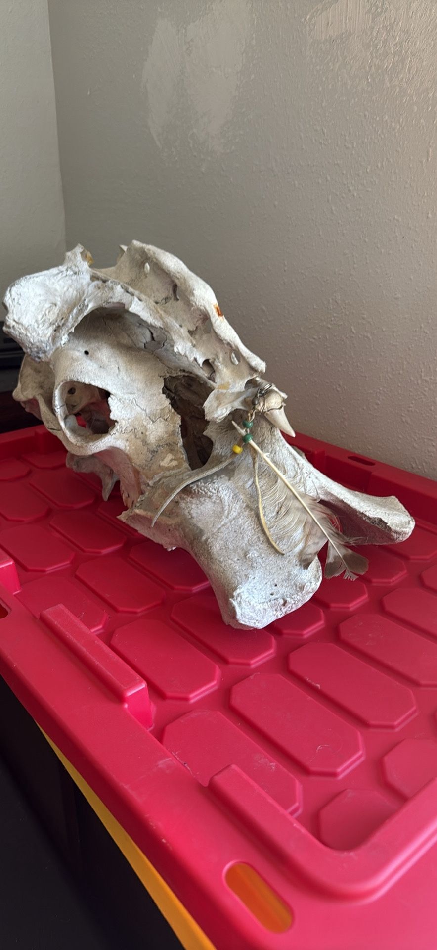 Skull