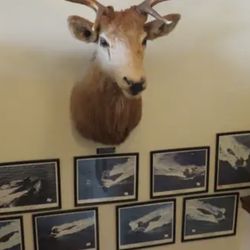 Elk Head Giant 