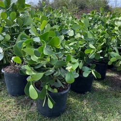 Clusias (Privacy Hedges)