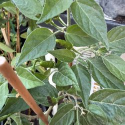 Chili 🌶️ Cobra Plans In One Gallon 2 1/2 The Tall $15 Each Price Firm 