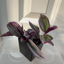 Tradescantia Bubblegum