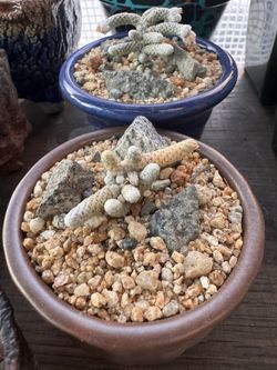 Avonia Albissima