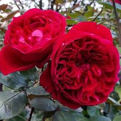 Rare European, Japan rose plants: Rouge Royale  Two years in on gallon pot Was pruned for better shape Will bloom this summer  
