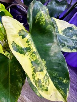Trầu bà tỷ phú đột biến Philodendron Burle Marx Variegated Plant