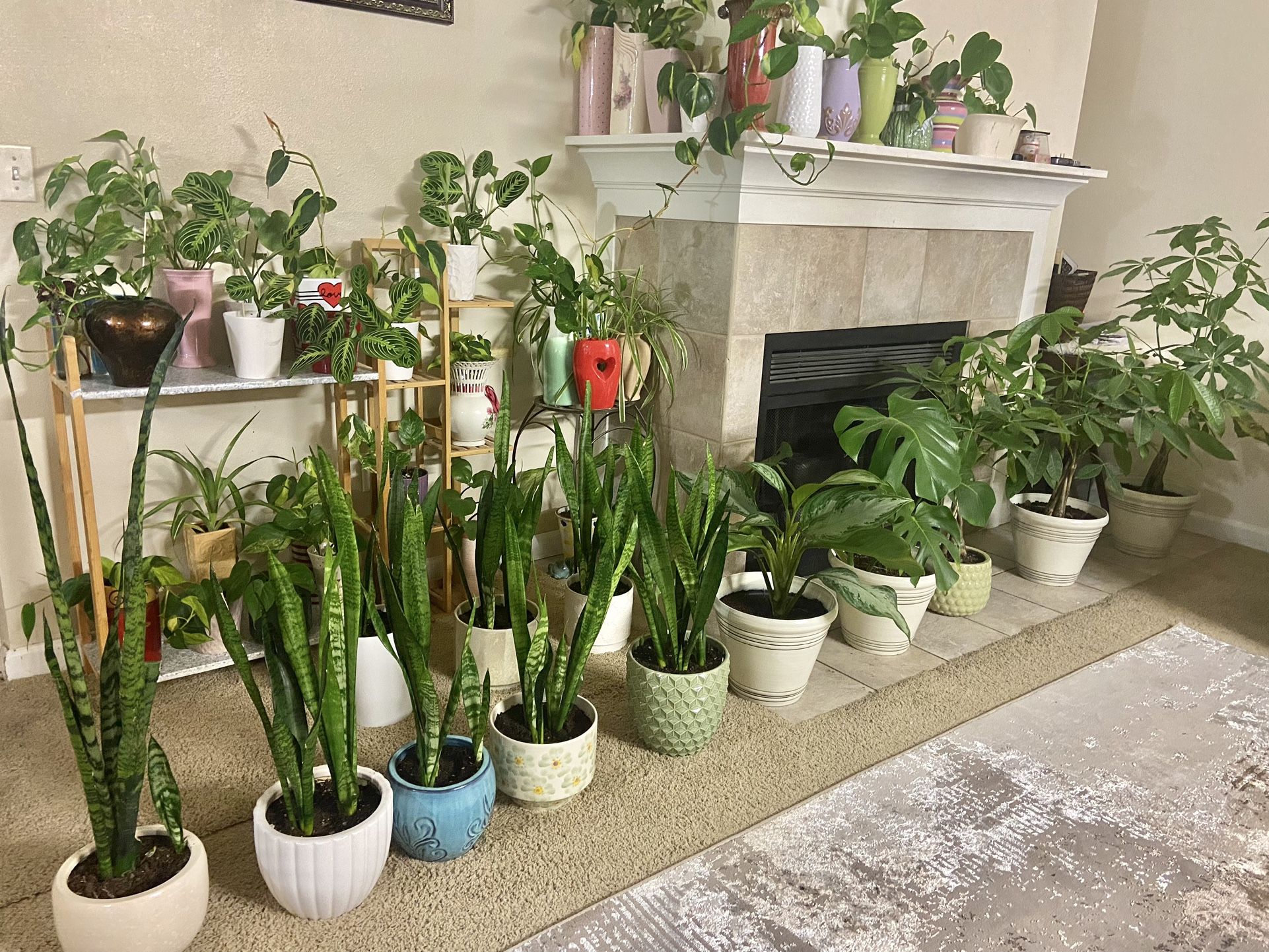 Indoor Plants Sale 15% OFF