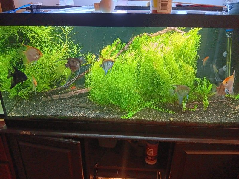 Fish Tank Pecera