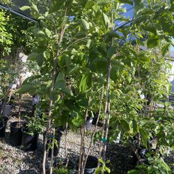 Fruit Trees 