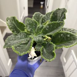 Snow White Blooming African Violet Indoor Plant 