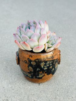 Succulents plants 🪴 