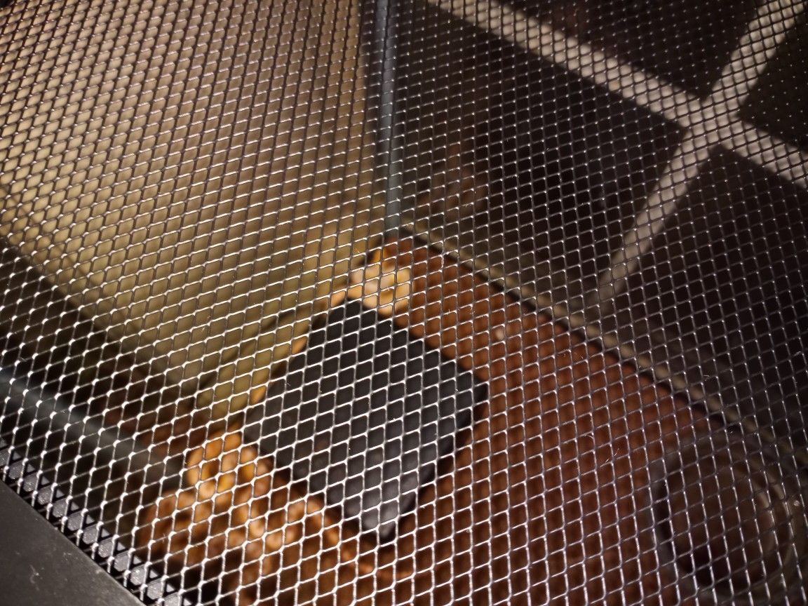 Applegate Albino San Diego Gopher Snake