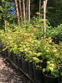 Native Vine Maple Trees (3 Sizes)