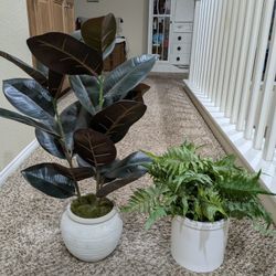 Hearth And Hand Plants