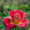 Rose Torr