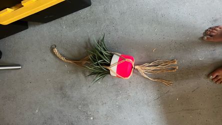 Plant decoration