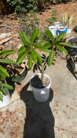 Plumeria Plants