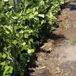 huge clusias only $19.99 Instant  privacy  Hedge for fence  