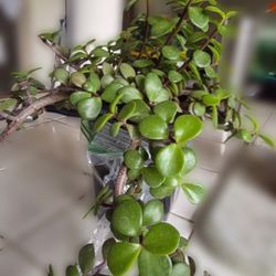 ELEPHANT BUSH (SUCCULENT)