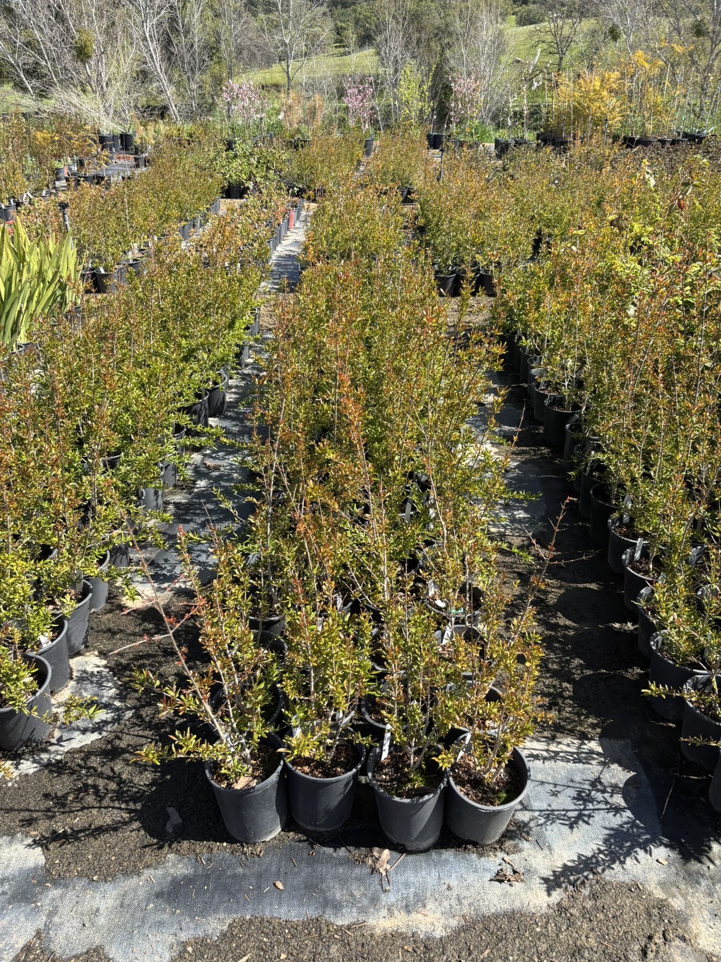 One Gallon Fruit Trees $10