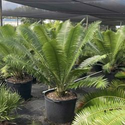 Coconut Palms Bilas different plants starting at five dollars