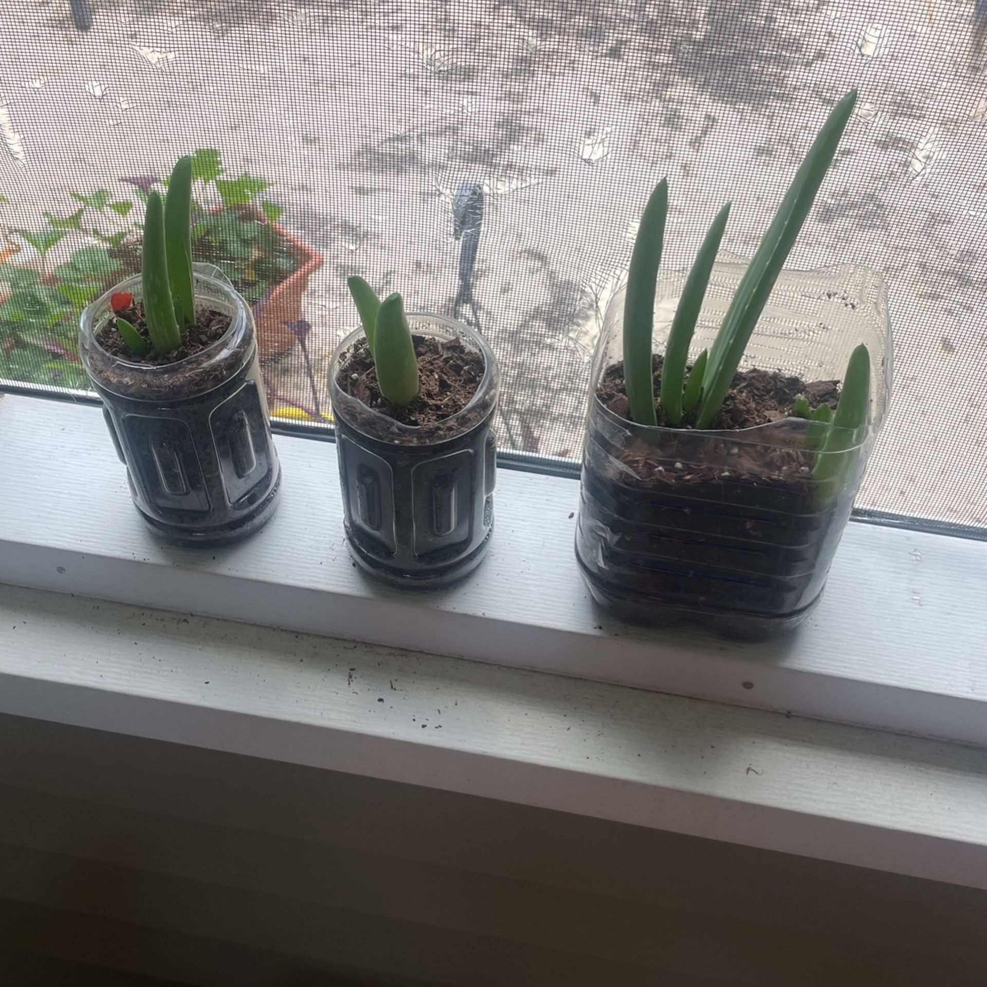 Aloe Plants For Sale 4.00