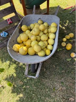 Grapefruit / Toronjas