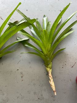 BROMELIADS- FREE