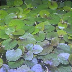 Frogbit floating plants