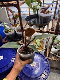 “Dark Lord” Philodendron House Plant /// “Silver Sword” Philodendron