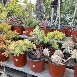 Variety Of Succulents Plants 