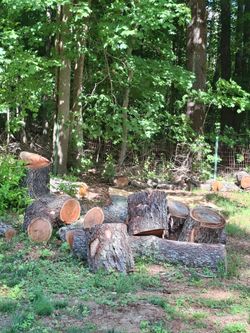 FREE Cut Tree Logs – Bridgewater, MA