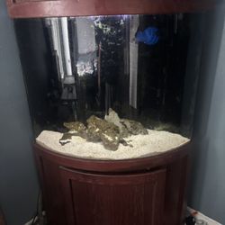 75 Gallon Saltwater Fish tank 