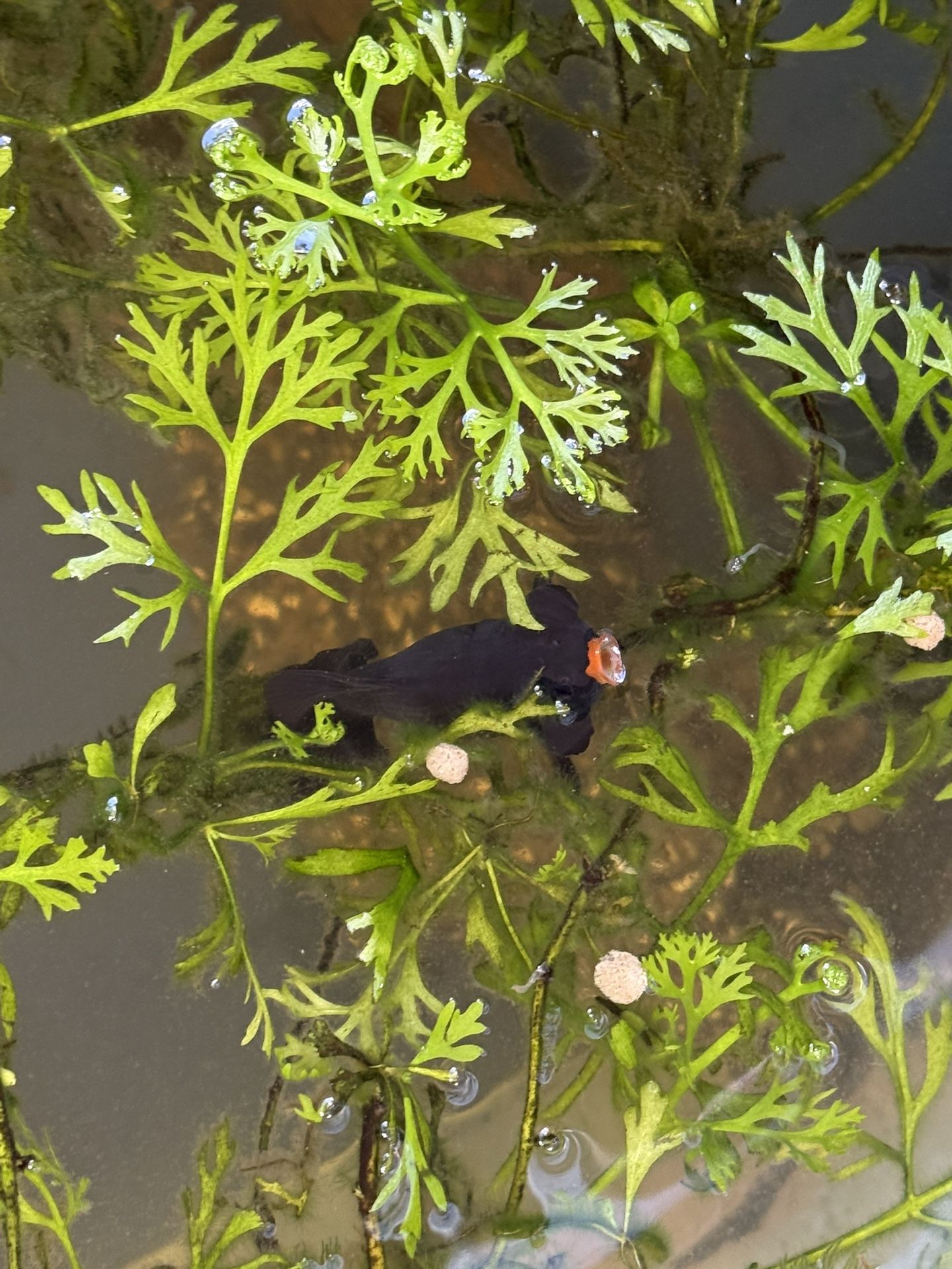 Plants, Tanks, Decorations