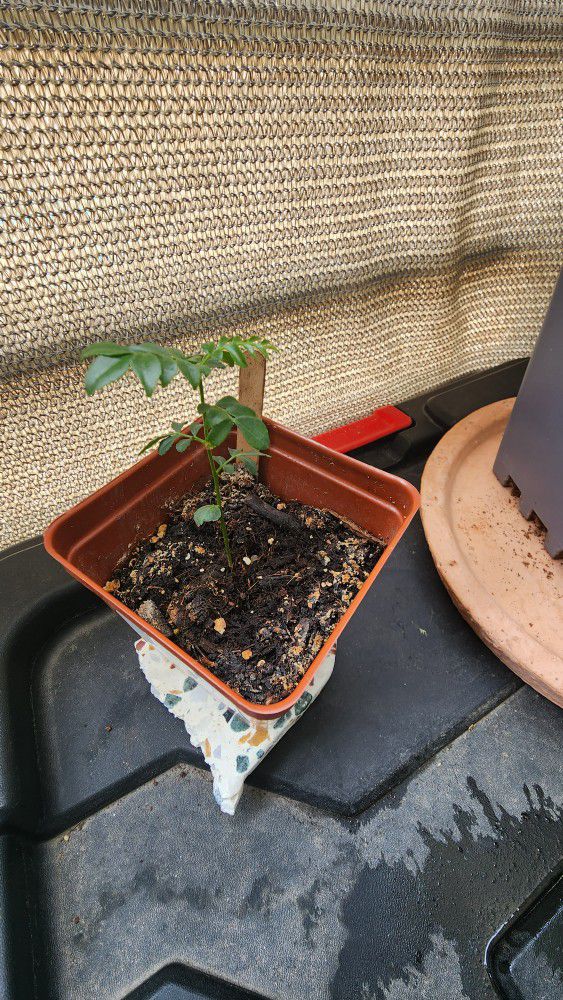 2 Curry Leaf Plants -  Small