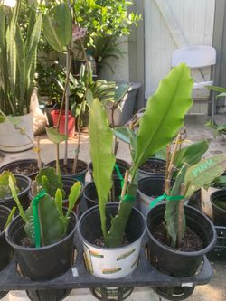 Epiphyllum - Orchid Cactus
