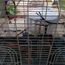Bird Cage