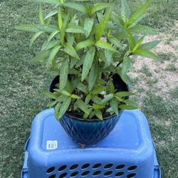 Mexican Petunias 