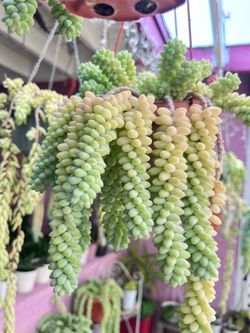 Donkey’s Tail Succulent